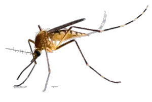 Mosquito PNG