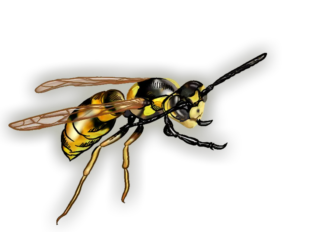 Wasp PNG