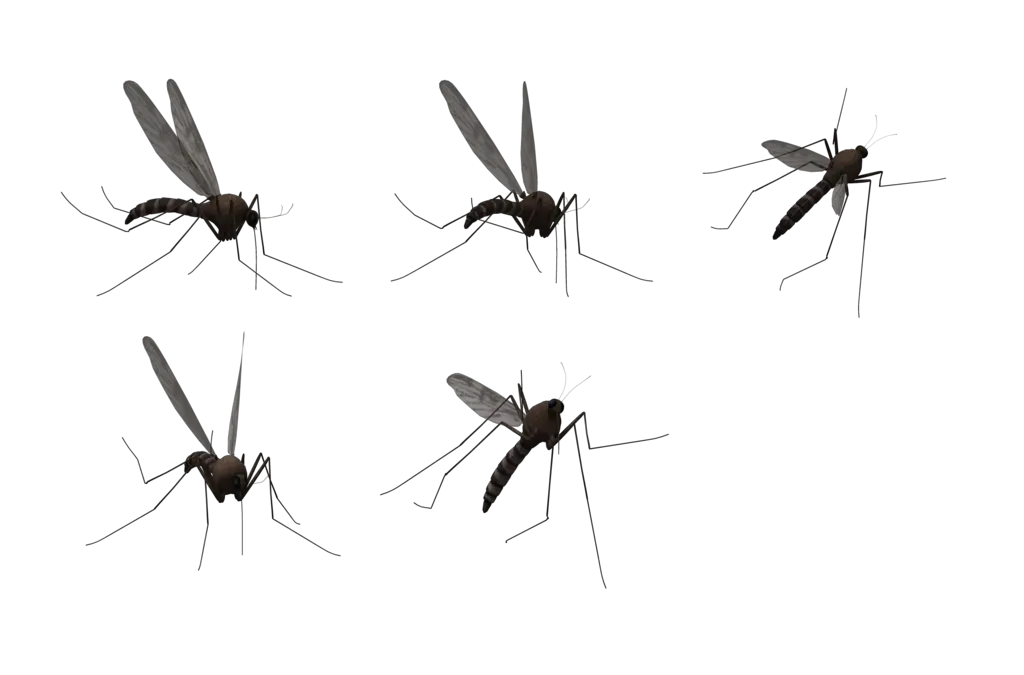 Mosquitos PNG