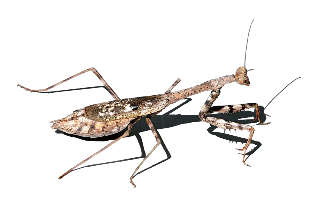 Mantis PNG