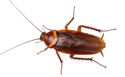 Roach PNG