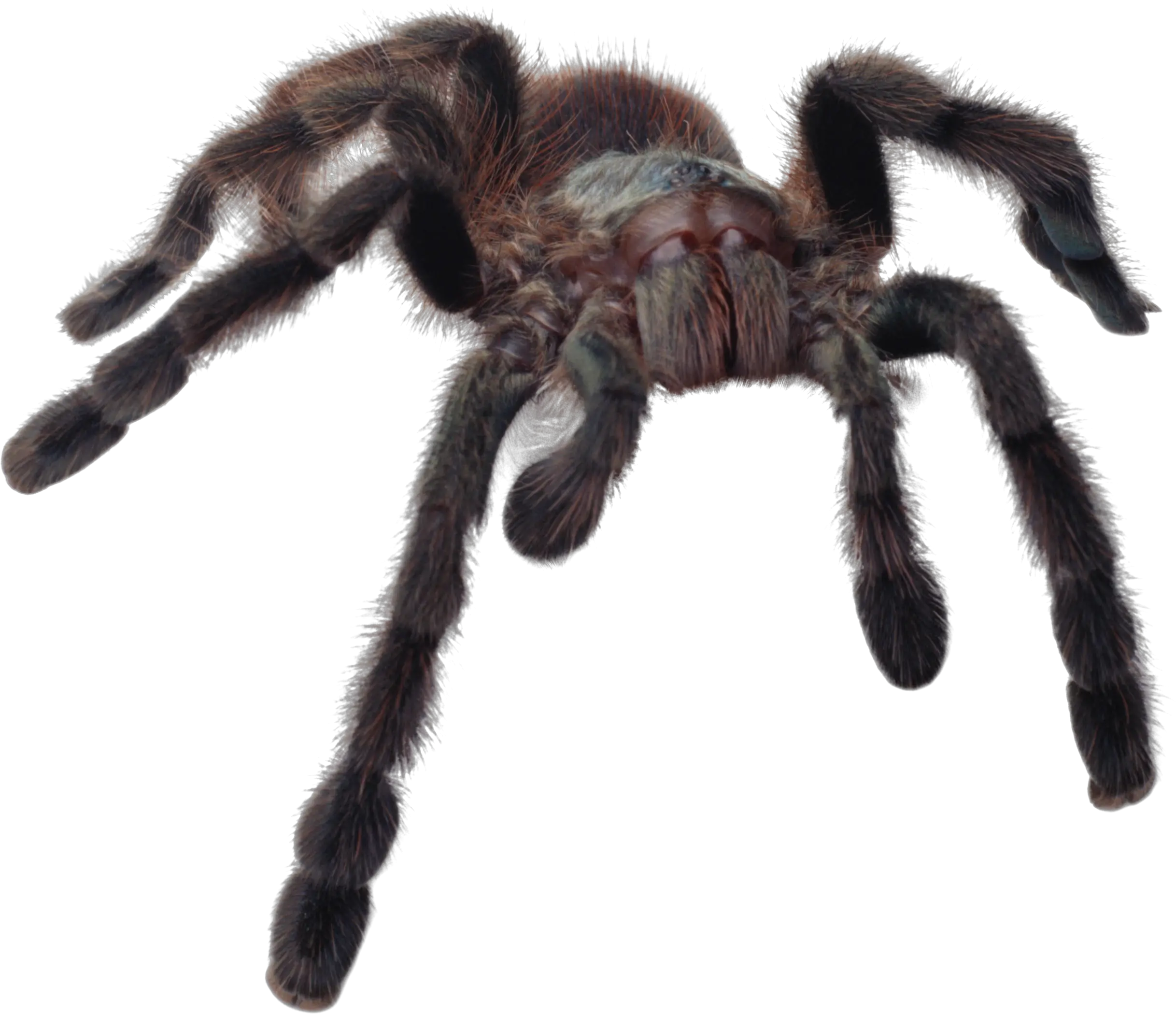 Spider PNG image