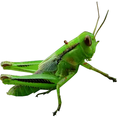 Grasshopper PNG