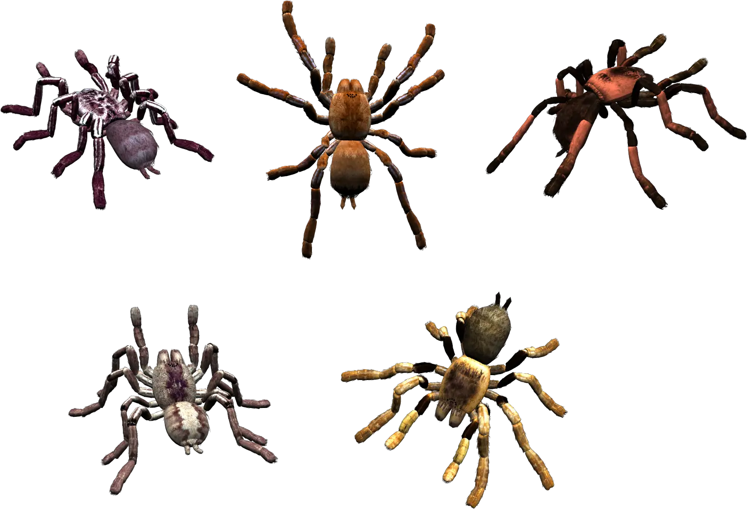 Spider PNG image