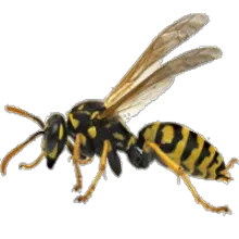 Wasp PNG