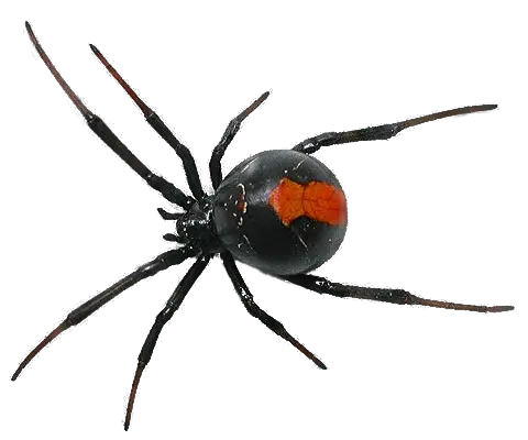 Spider PNG image