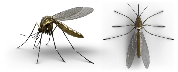 Mosquitos PNG