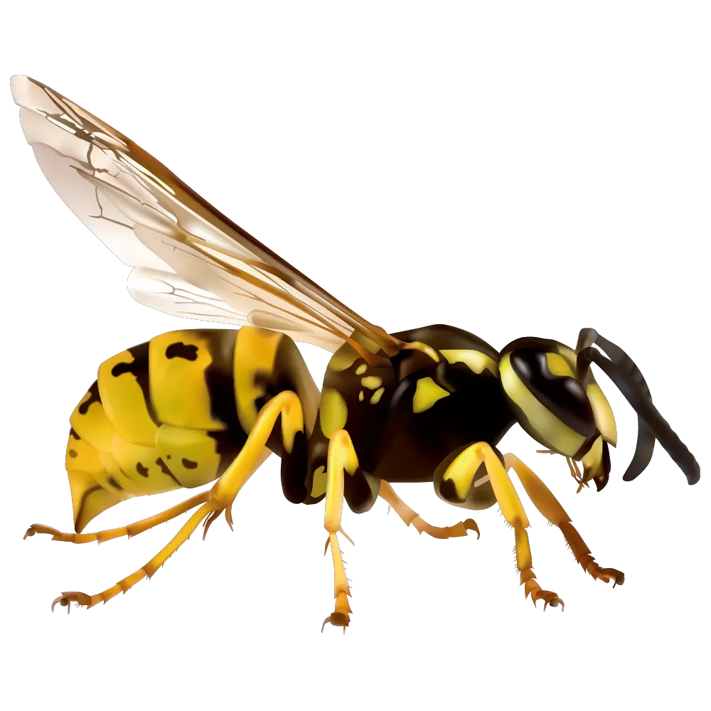 Wasp PNG