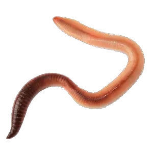 earthworm worm PNG