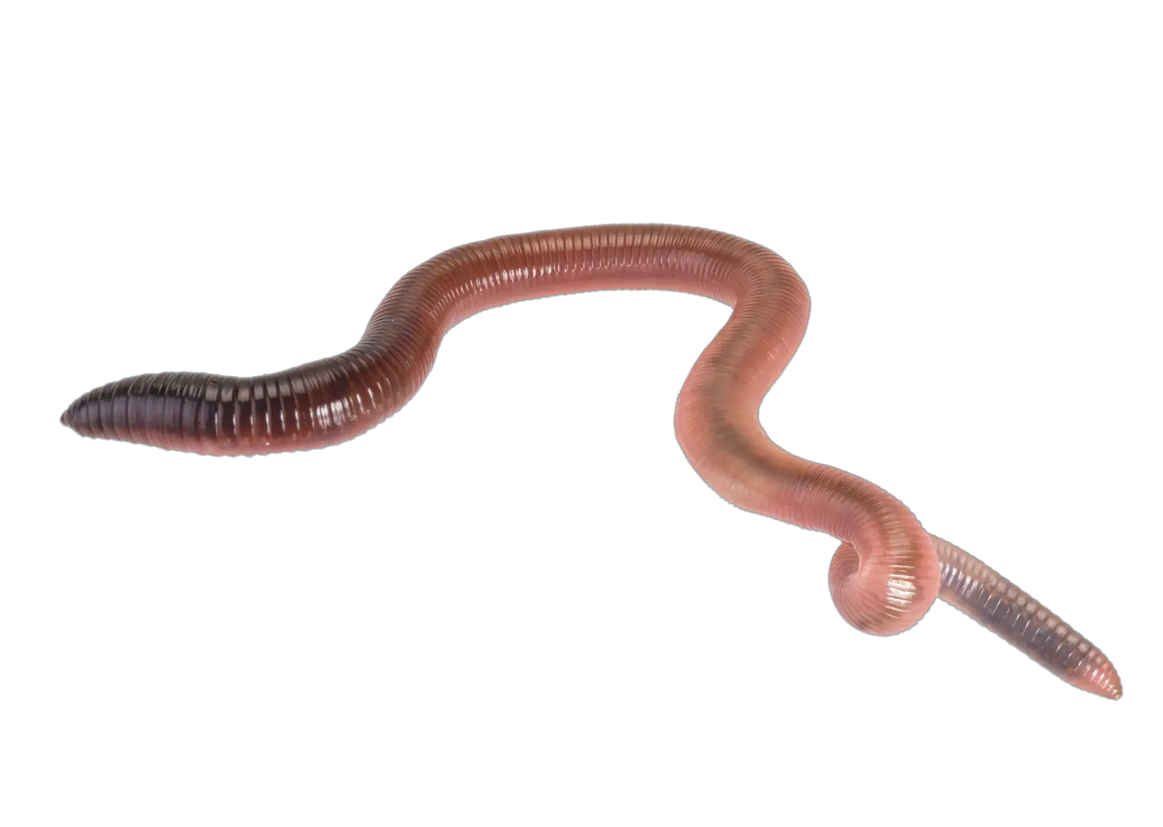 earthworm worm PNG