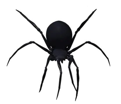 Black widow spider PNG image