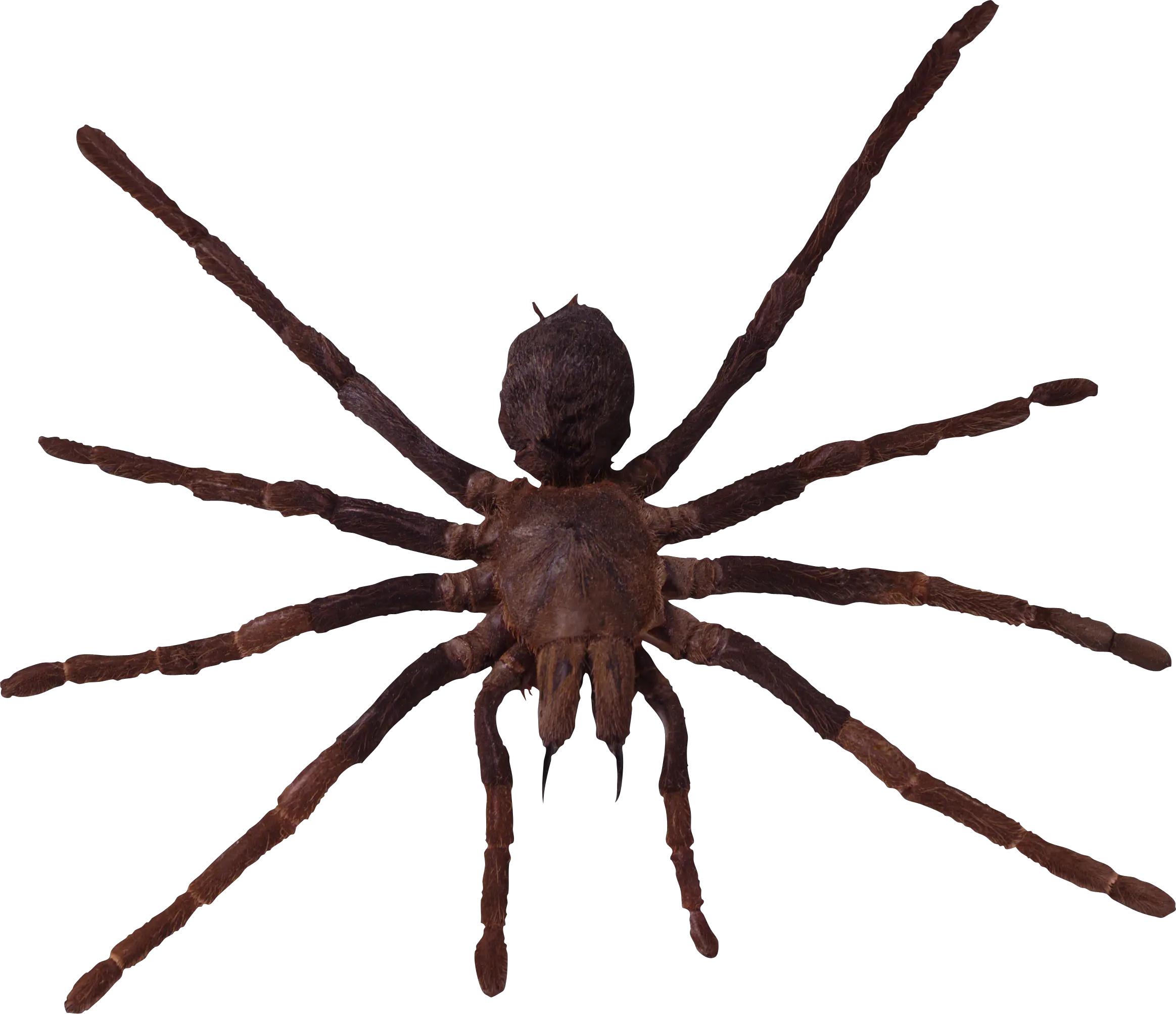 Spider PNG image