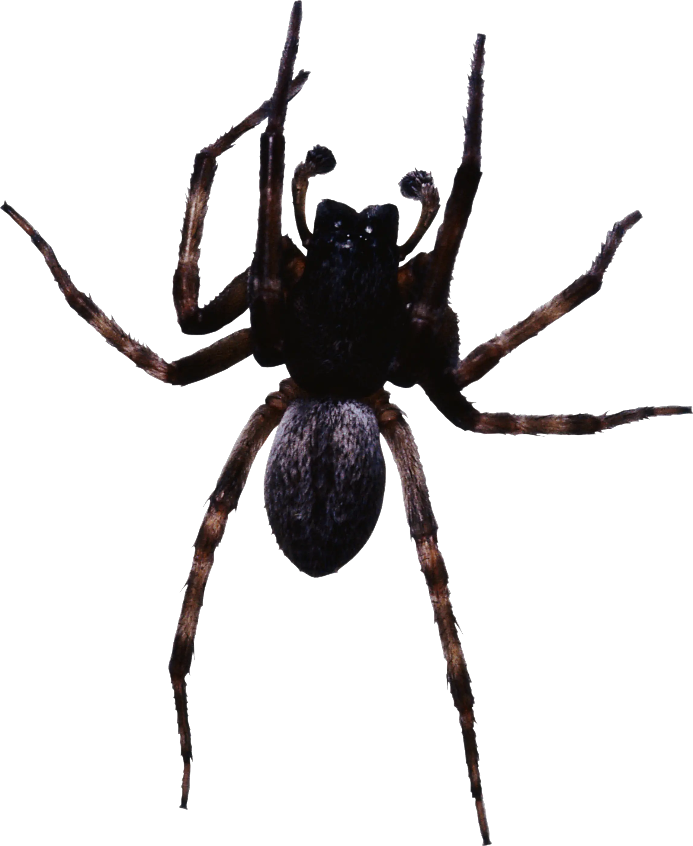 Spider PNG image