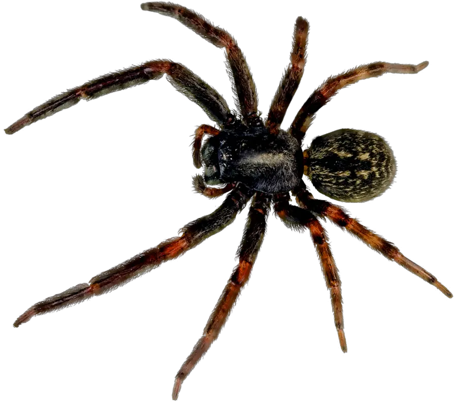 Spider PNG image