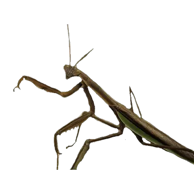 Mantis PNG