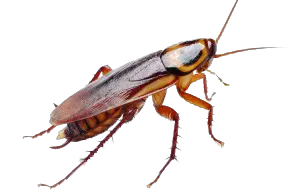 Roach PNG