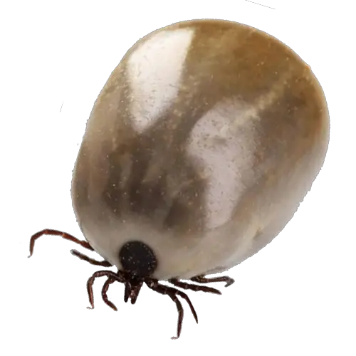 Tick insect PNG