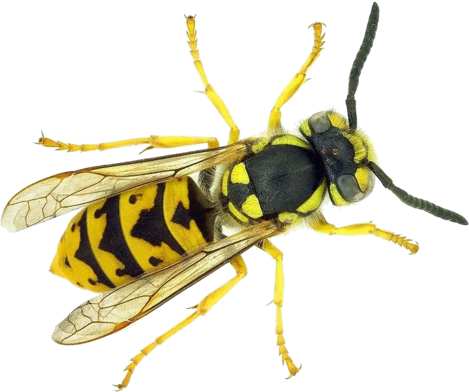 Wasp PNG