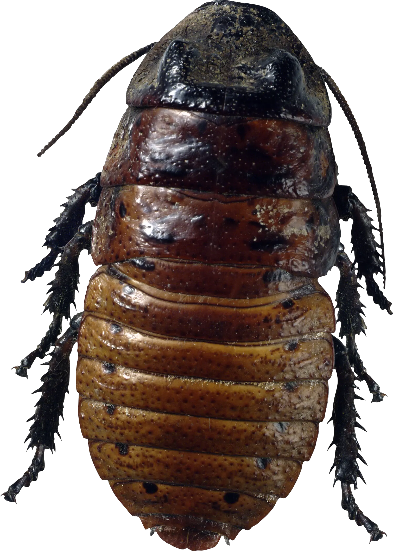 Roach PNG