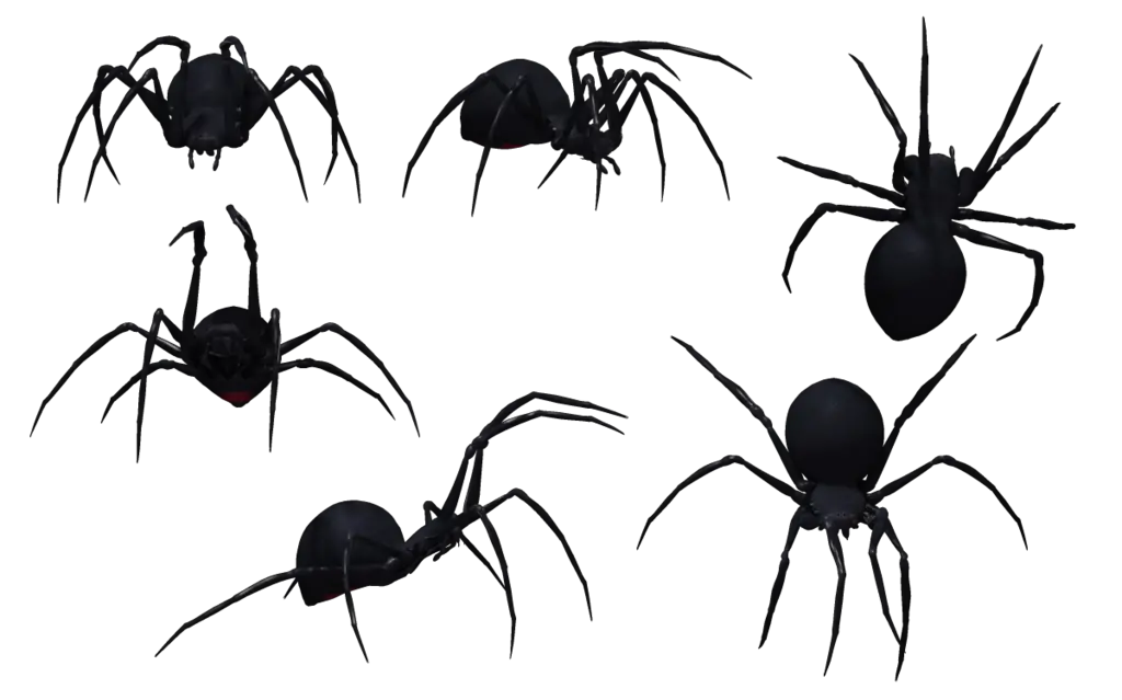 Black widow spider PNG image