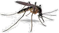 Mosquito PNG