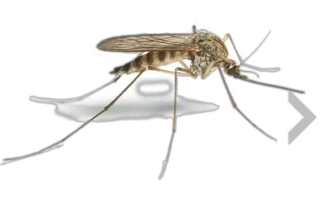 Mosquito PNG