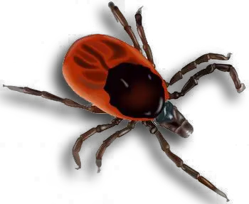 Tick insect PNG