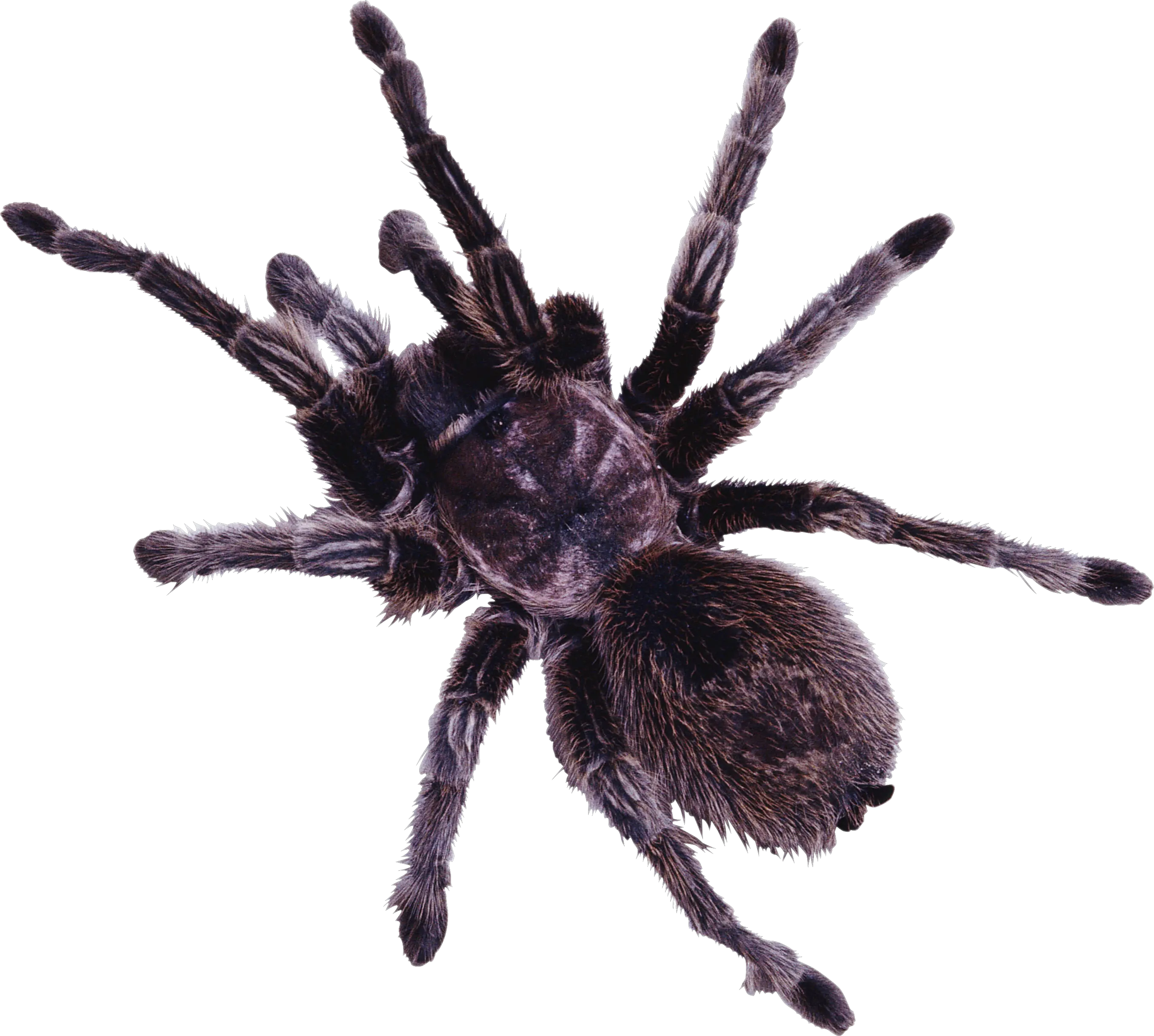 Spider PNG image