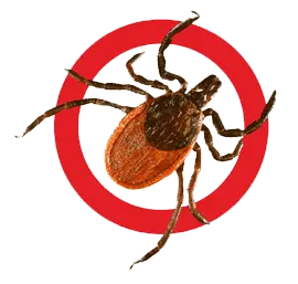 Tick insect PNG