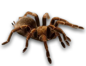 Spider PNG image