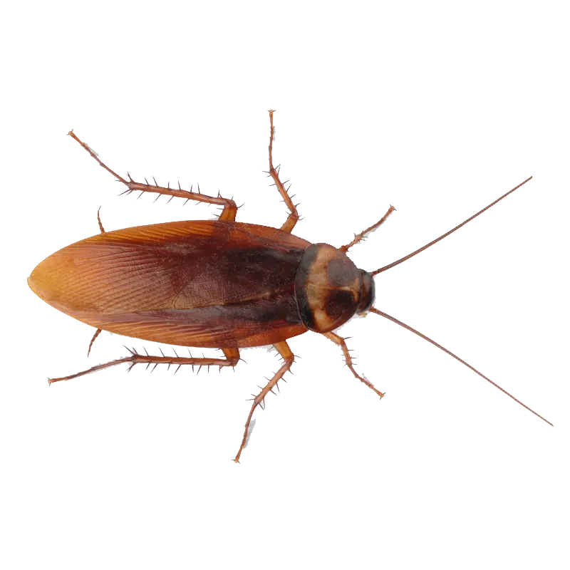 Roach PNG