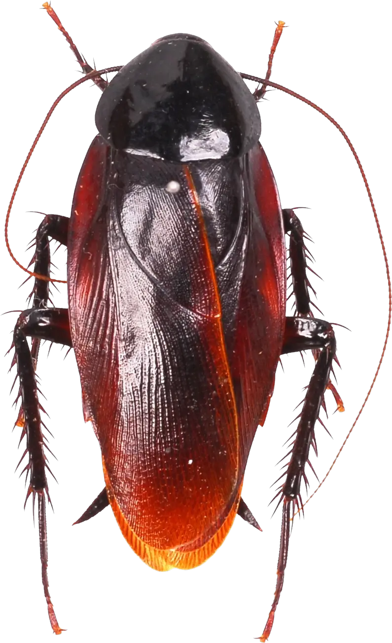 Roach PNG