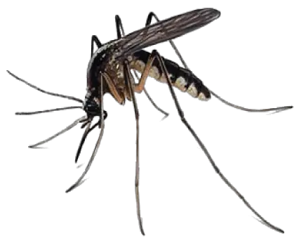 Mosquito PNG