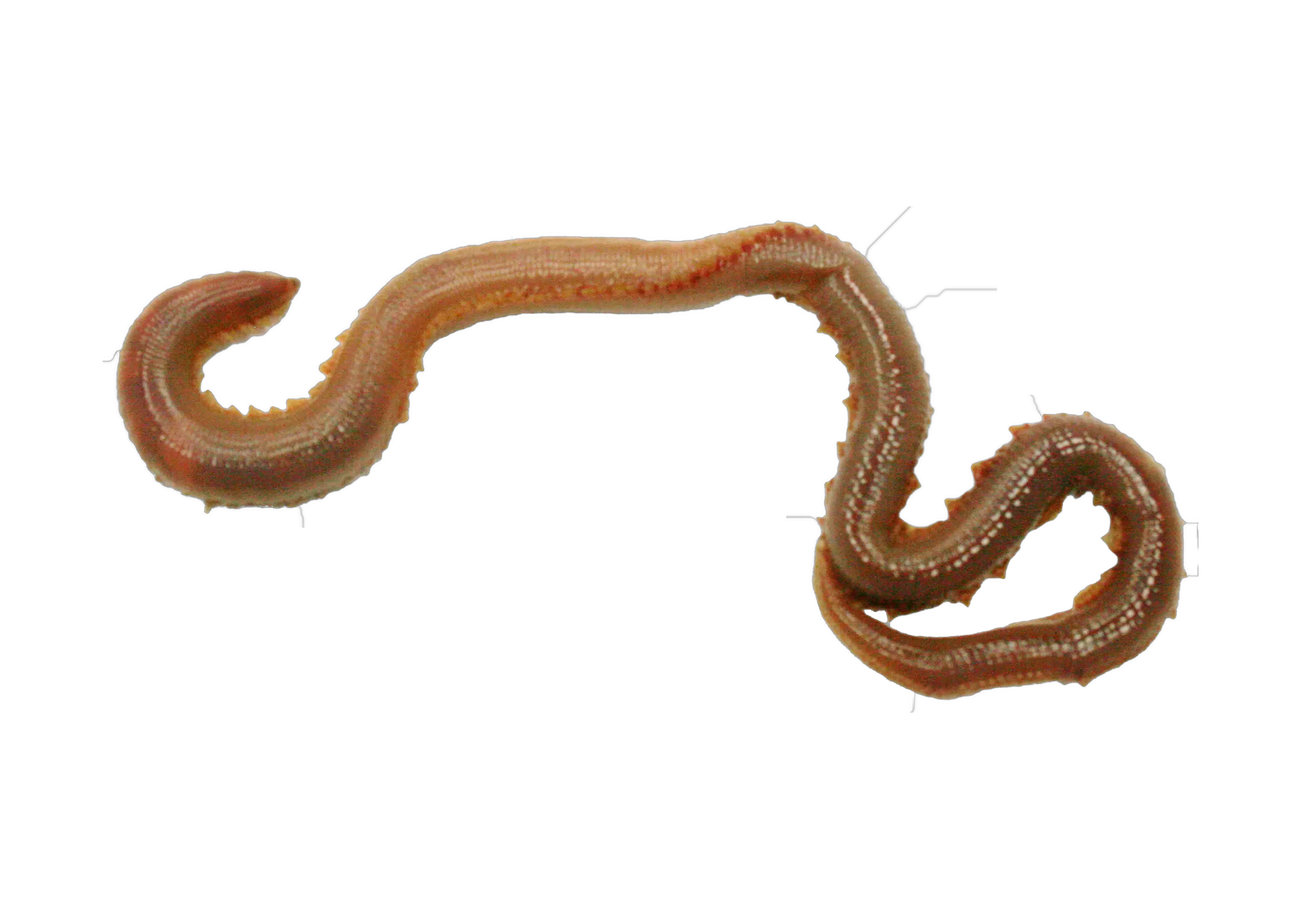 earthworm worm PNG