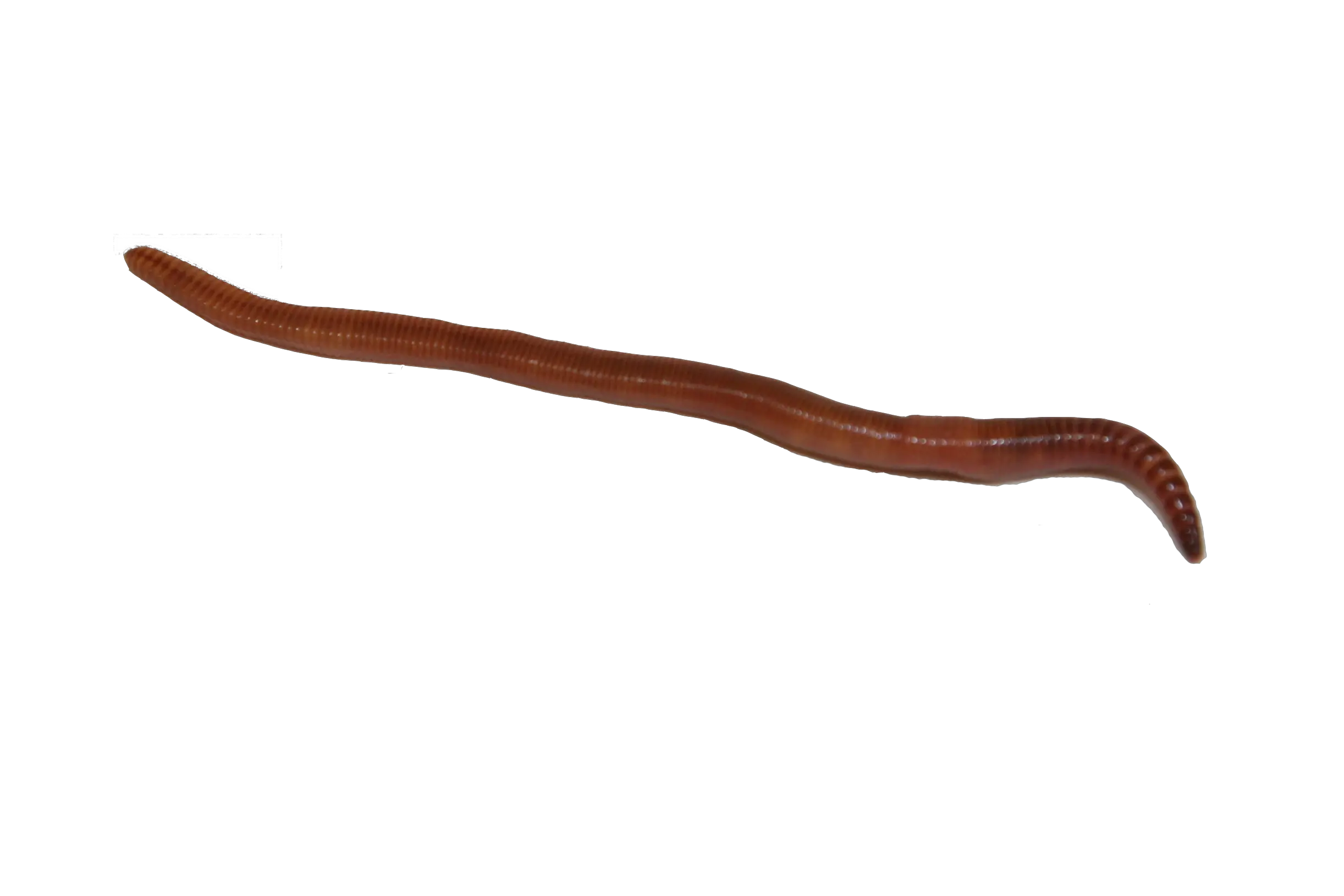 earthworm worm PNG