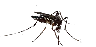 Mosquito PNG