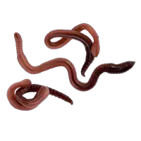 earthworm worm PNG