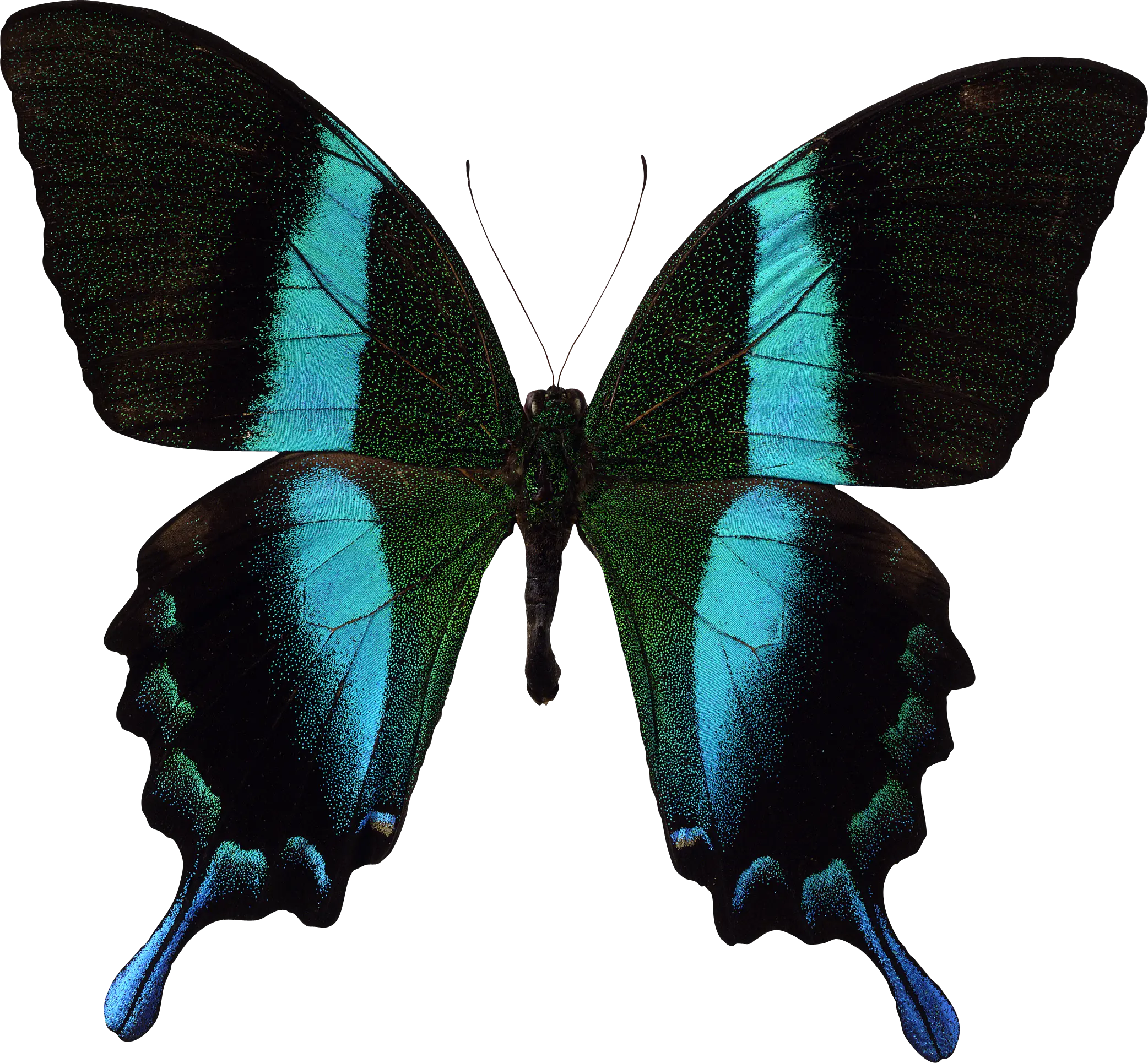 Butterfly PNG