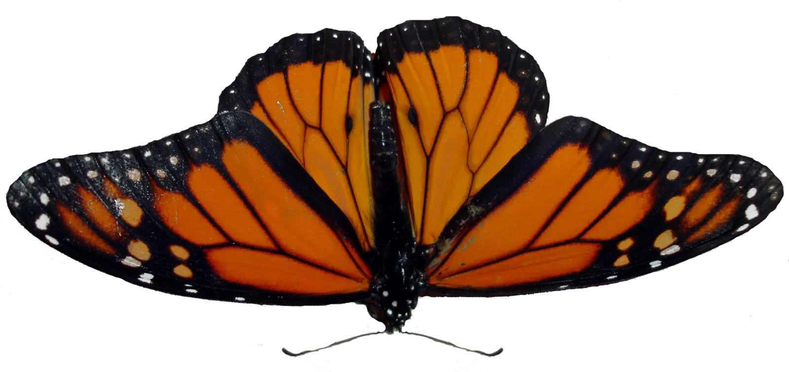 Butterfly PNG image