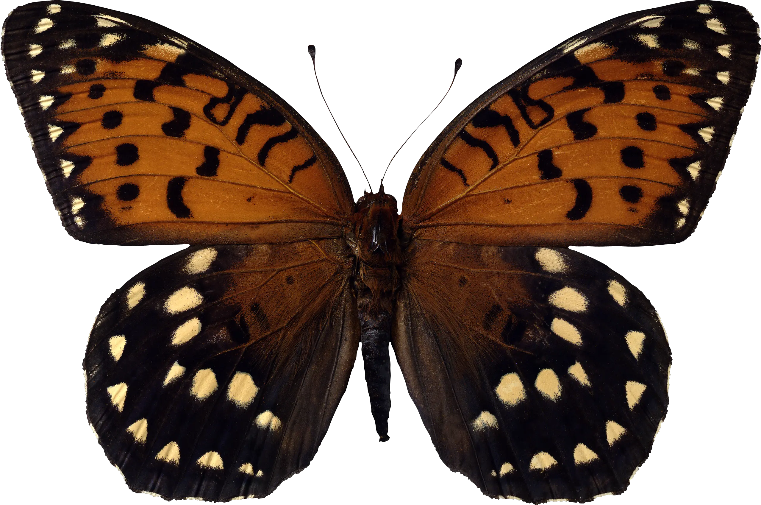 Butterfly PNG