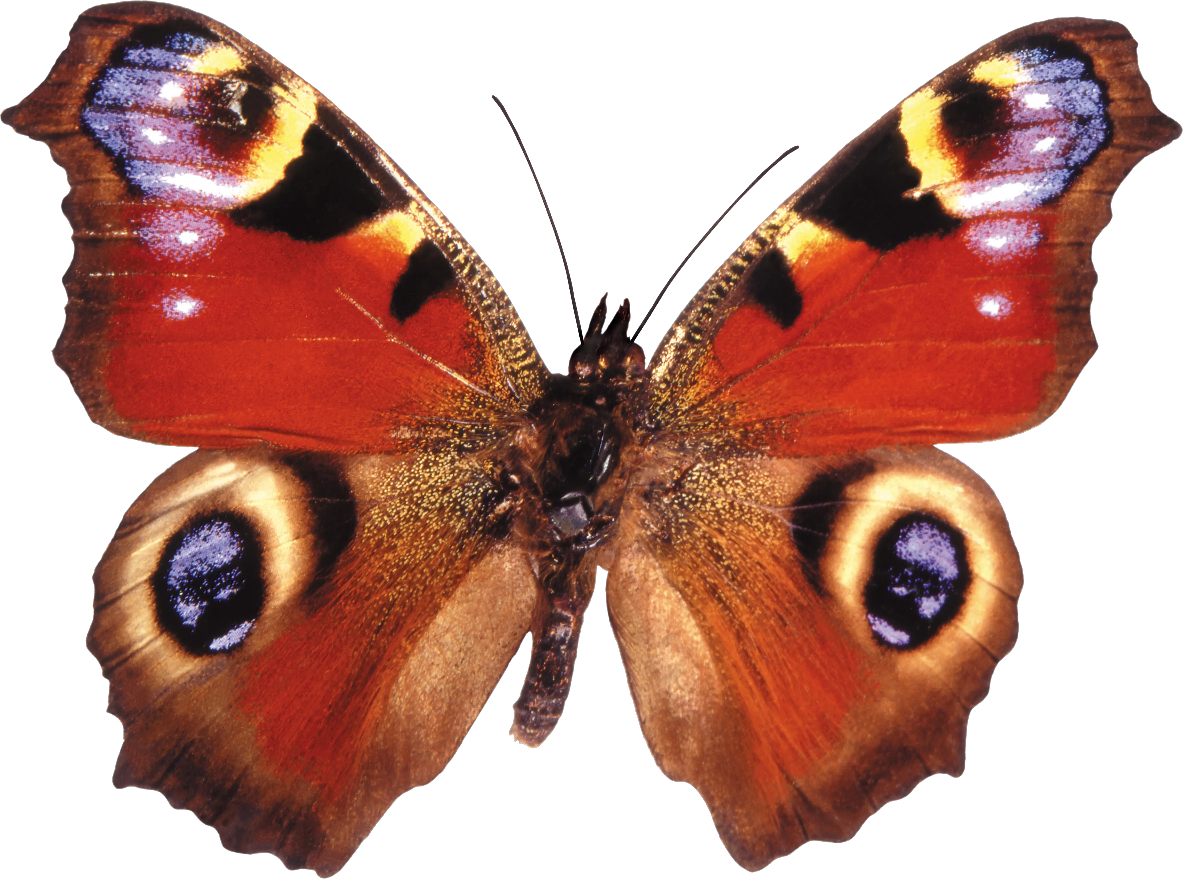 Butterfly PNG