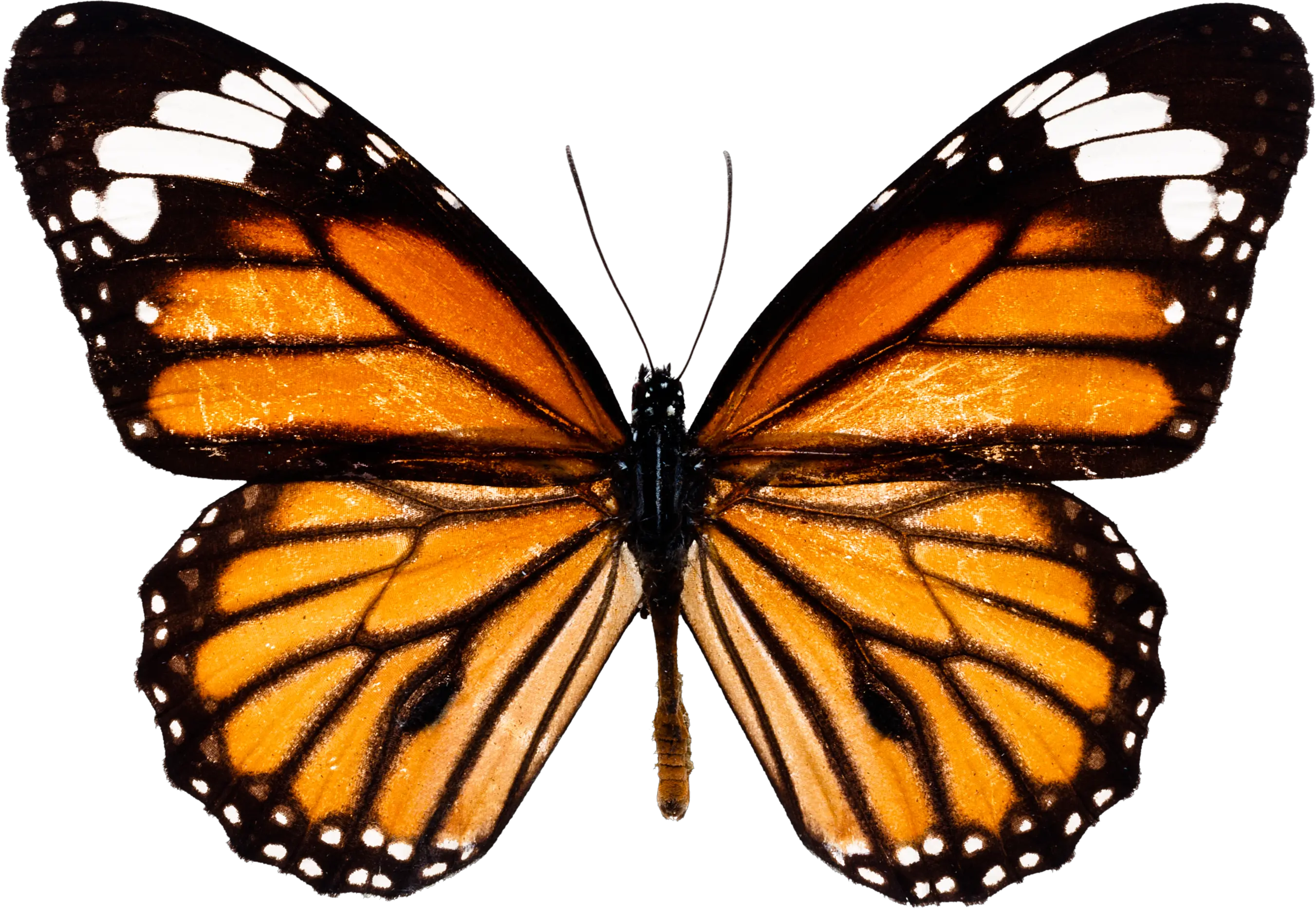 Butterfly PNG image