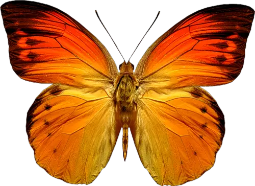 Orange butterfly PNG image butterflies free download