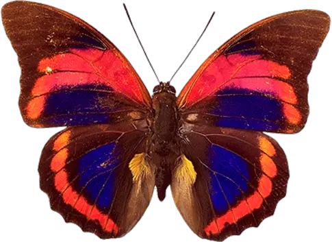 Butterfly PNG image