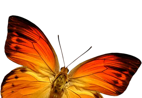 Orange butterfly PNG image butterflies free download