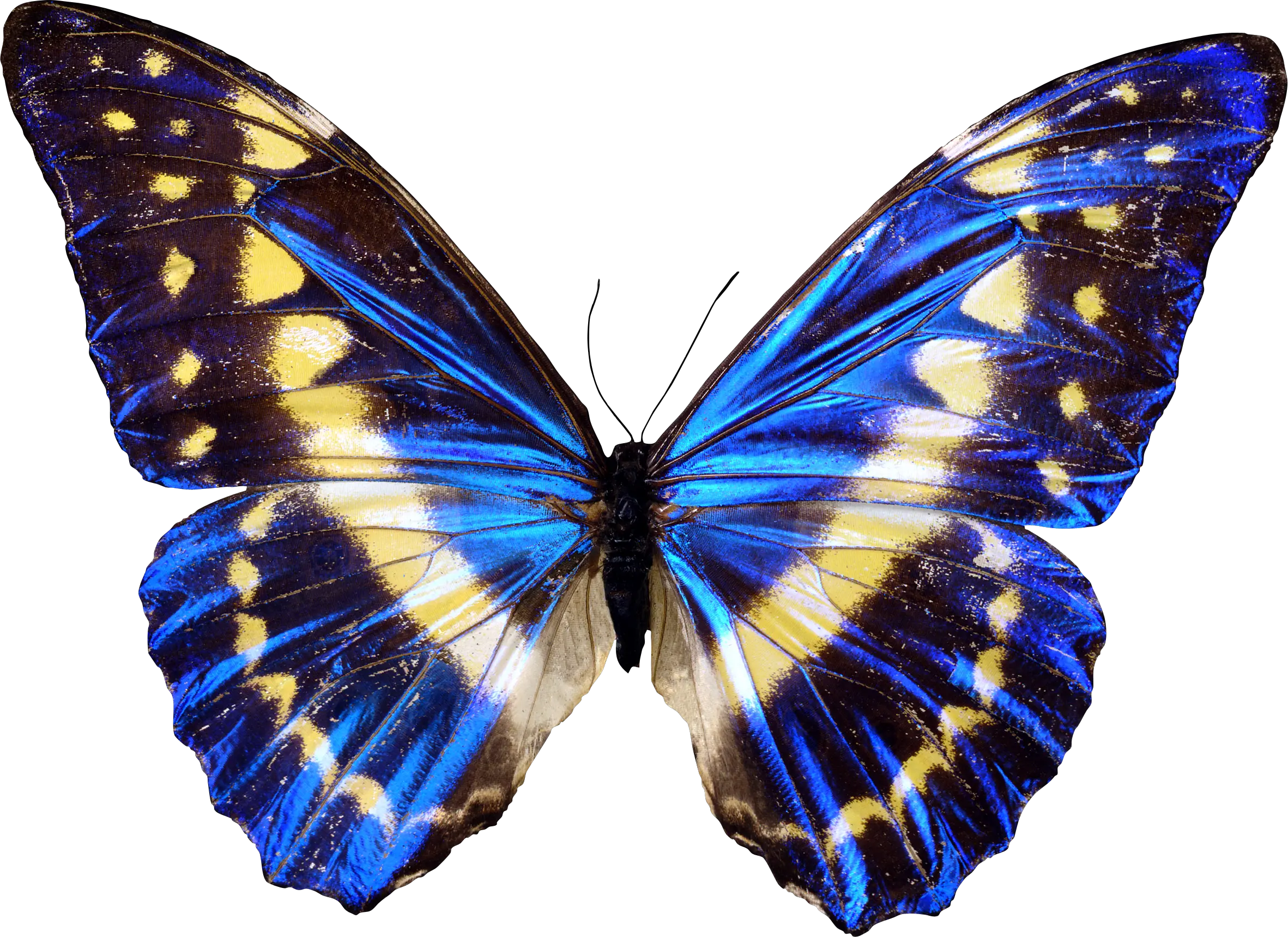 Butterfly PNG