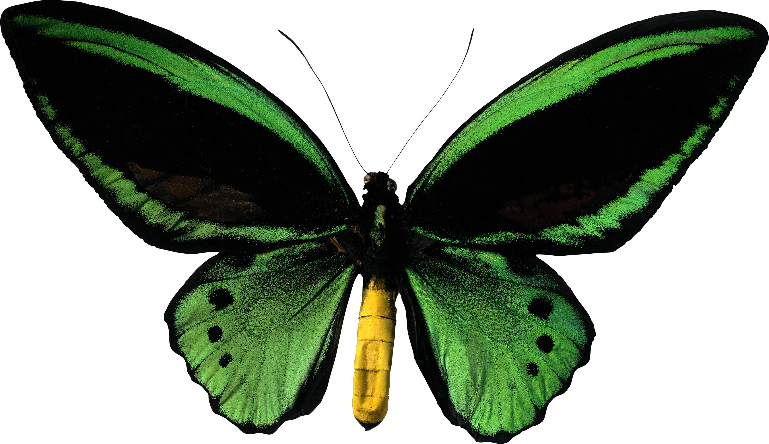 Butterfly green PNG