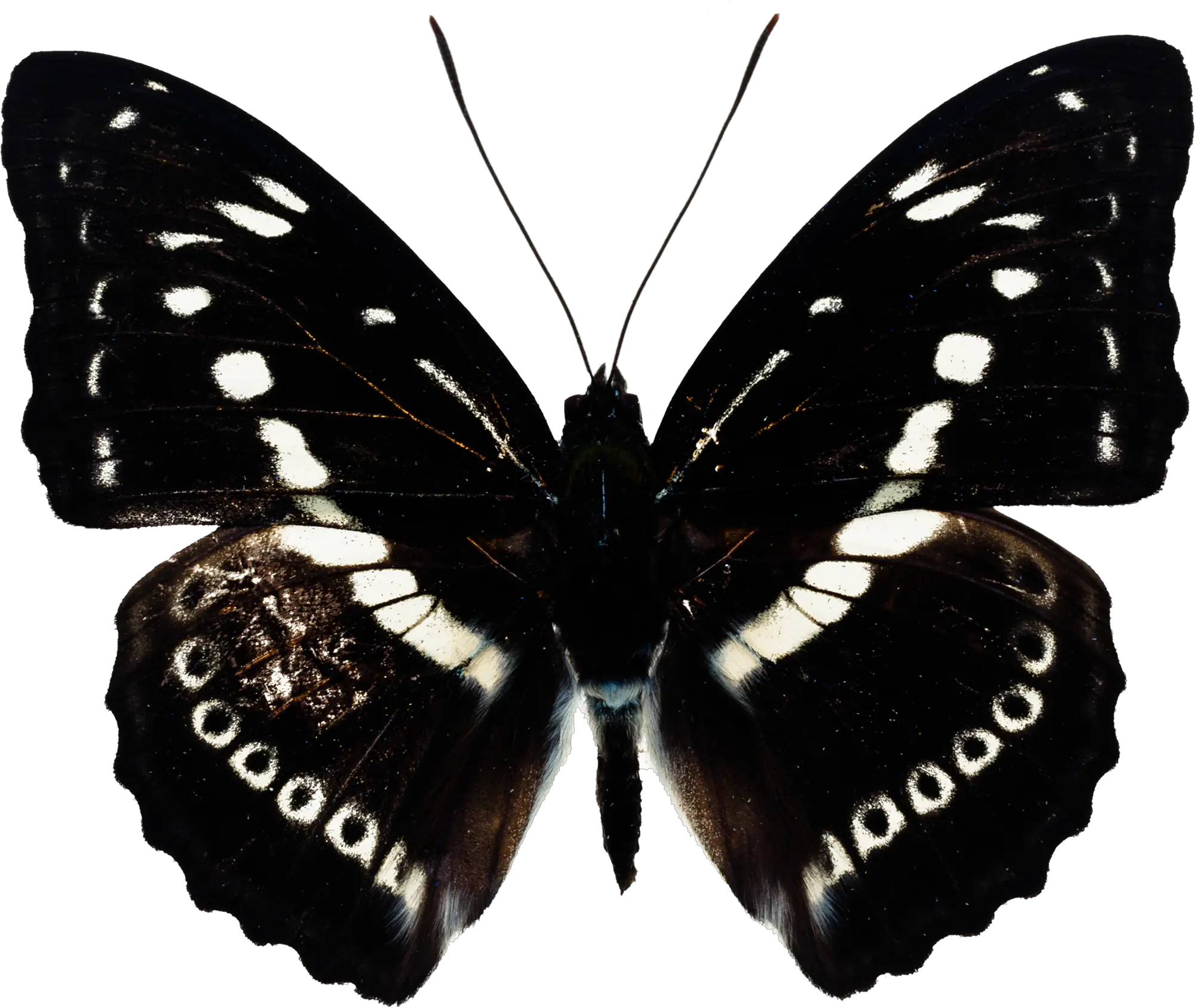 Butterfly black PNG