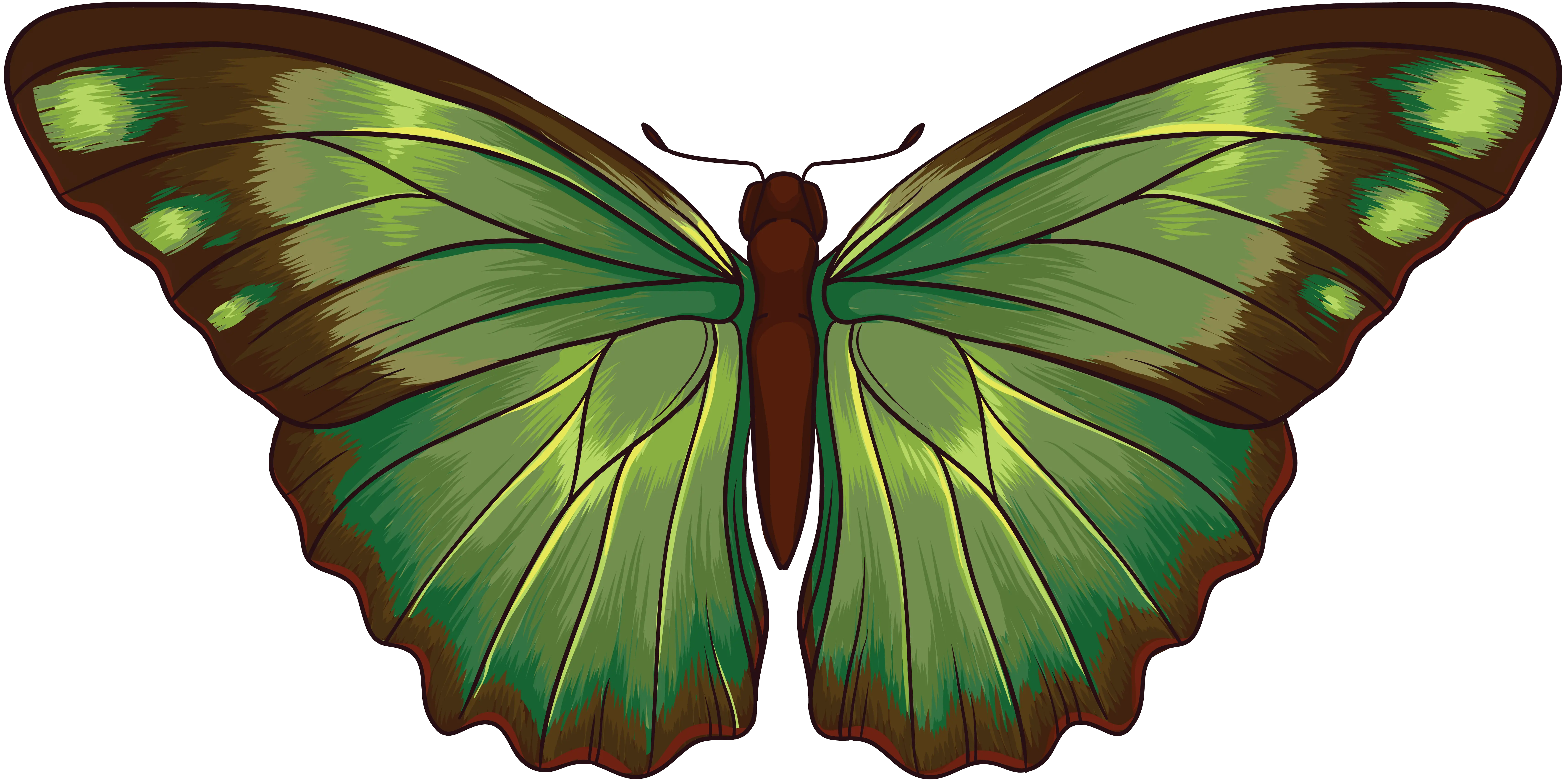 green butterfly PNG