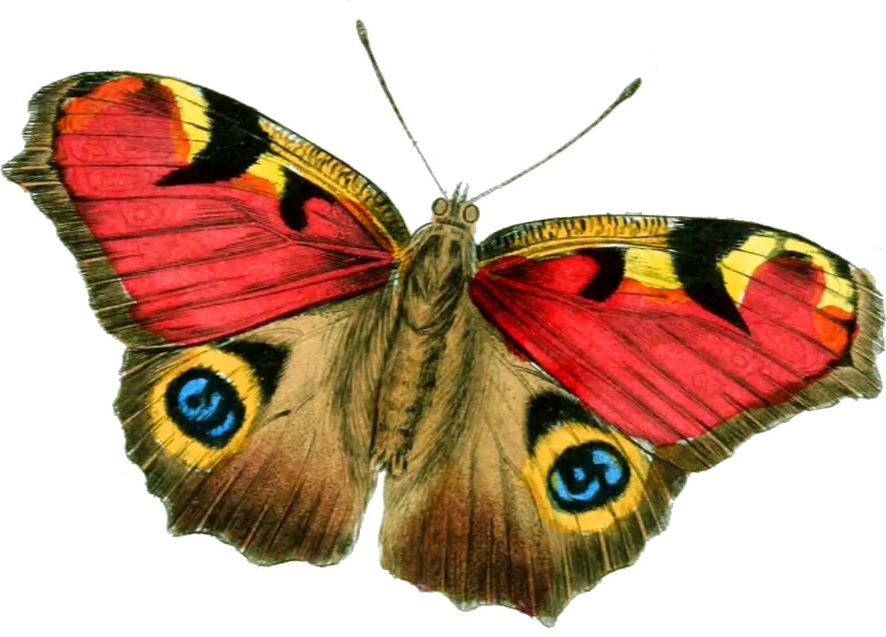 Butterfly PNG image